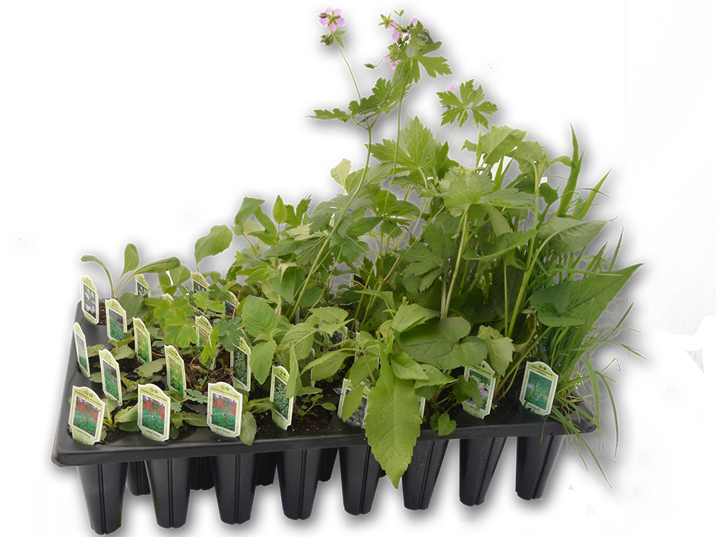 Semi Shade Woodland Garden Kit Prairie Moon Nursery